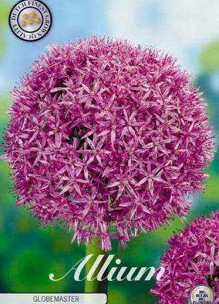 Allium 'Globemaster' 1 kpl