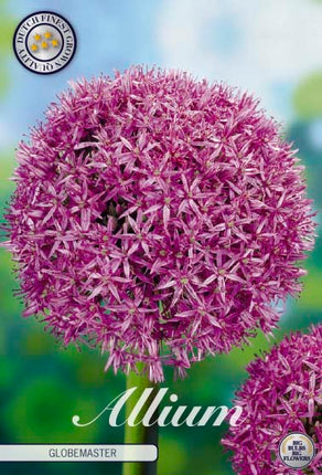 Allium 'Globemaster' 1 kpl