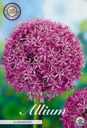 Allium 'Globemaster' 1-pack