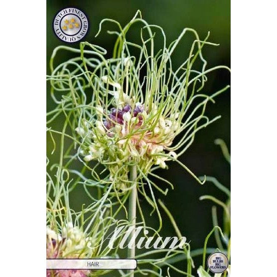 Allium 'Hair' 10-pack