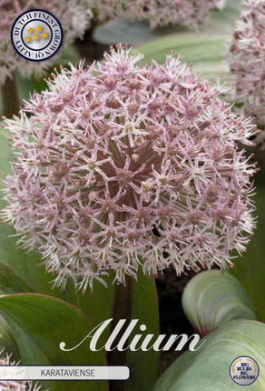 Allium 'Karataviense' 5-pack