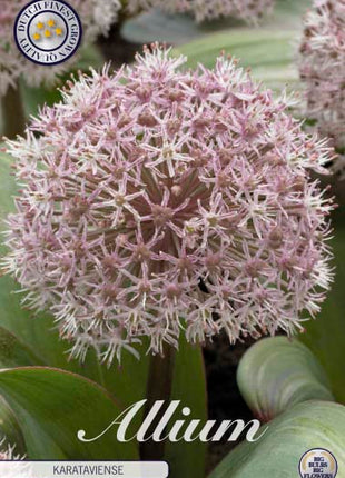 Allium 'Karataviense' 5-pak