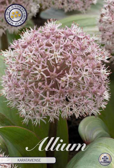 Allium 'Karataviense' 5-pak