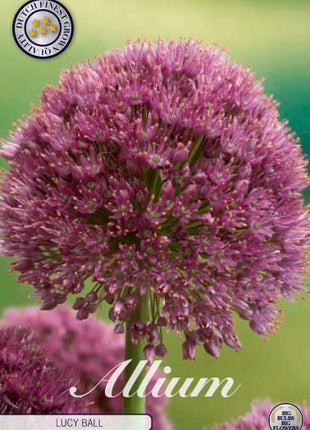 Allium 'Lucy Ball' 1 kpl