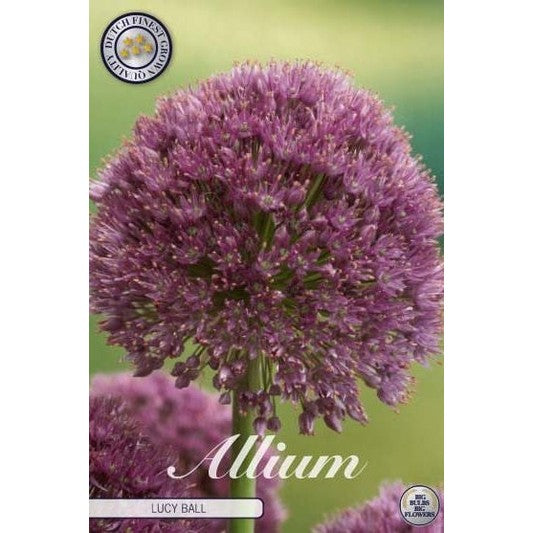 Allium 'Lucy Ball' 1-pack