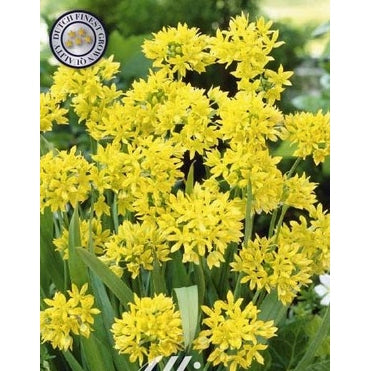 Allium 'Moly' 20-pack