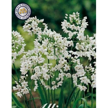 Allium 'Neapolitanum' 20-pack