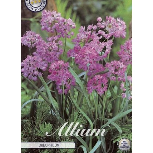 Allium 'Oreophilum' 20-pack