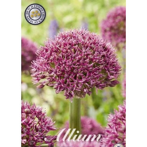 Allium 'Ostara' 3-pack