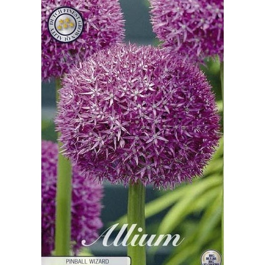 Allium 'Pinball Wizard' 1-pack