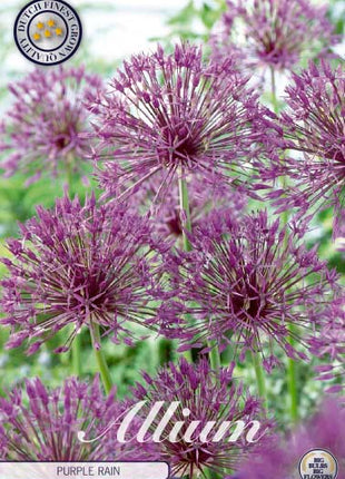 Allium 'Purple Rain' 5 kpl