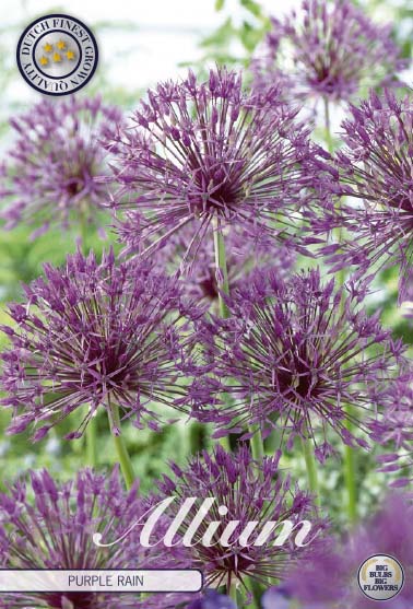 Allium 'Purple Rain' 5 kpl
