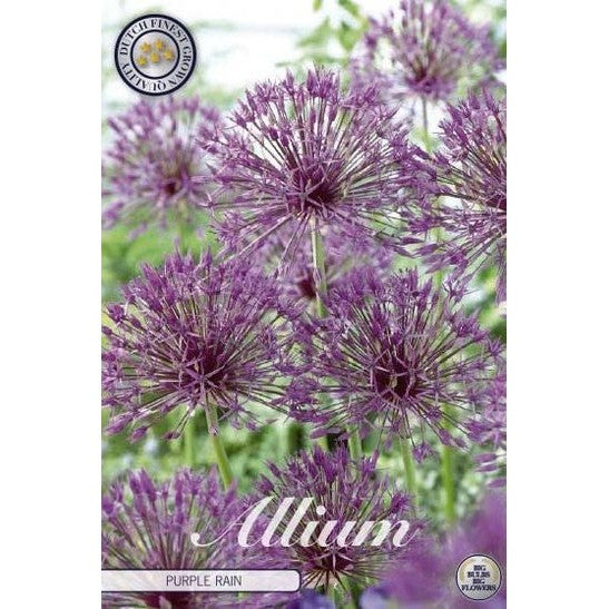 Allium 'Purple Rain' 5-pack