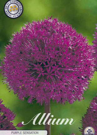 Allium 'Purple Sensation' 5 kpl pakkaus
