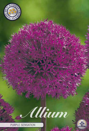 Allium 'Purple Sensation' 5-pak