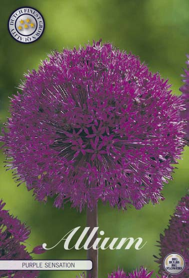 Allium 'Purple Sensation' 5 kpl pakkaus