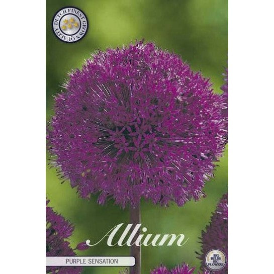 Allium &