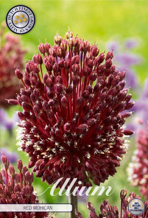 Allium 'Red Mohican' 2 kpl