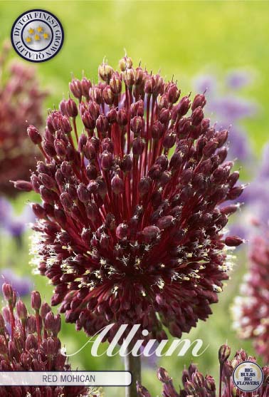 Allium 'Red Mohican' 2-pack