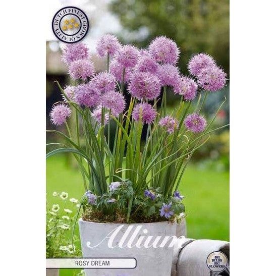 Allium 'Rosy Dream' 10-pack