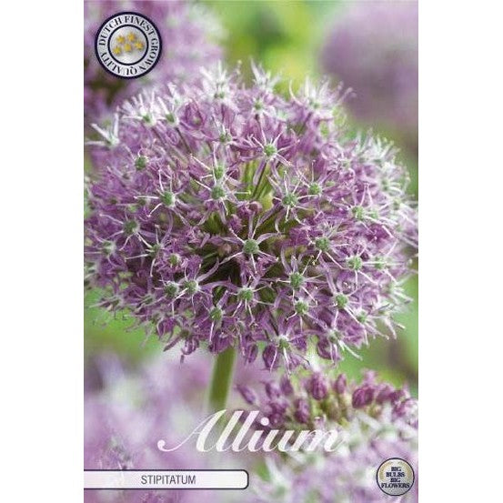Allium 'Stipitatum' 2-pack