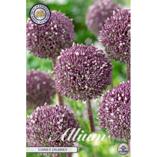 Allium 'Summer Drummer' 3-pack