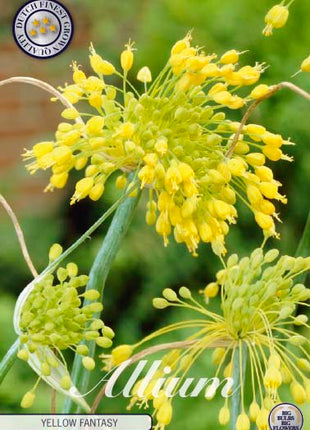 Allium 'Yellow Fantasy' 5-pak