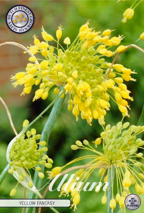 Allium 'Yellow Fantasy' 5-pack