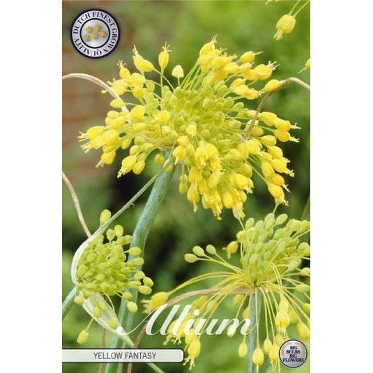 Allium &