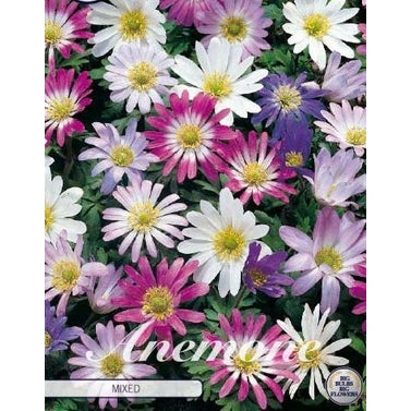 Balkansippa-Anemone Blanda 'Mixed' 20-pack