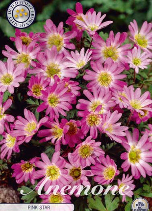 Balkansippa-Anemone Blanda 'Pink Star' 10-pack