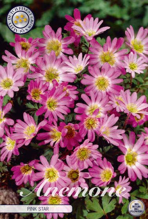 Balkansippa-Anemone Blanda 'Pink Star' 10-pack