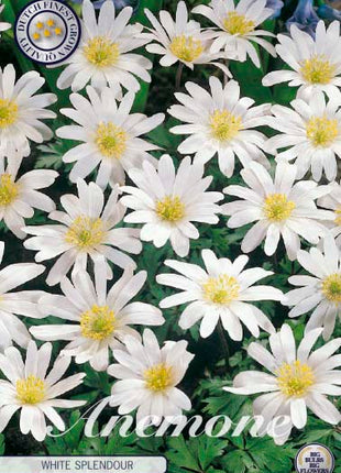 Balkansippa-Anemone Blanda 'White Splendour' 10-pack