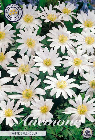 Balkansippa-Anemone Blanda 'White Splendour' 10-pack