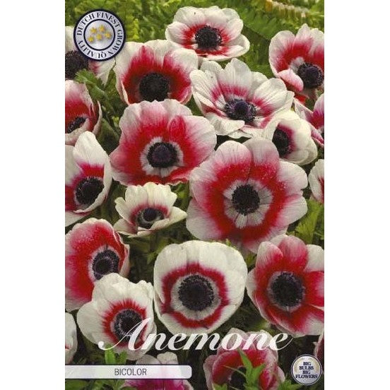 Bukettanemon-Anemone Coronaria 'Bicolor' 20-pack
