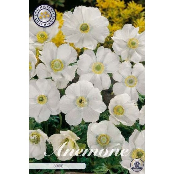 Bukettanemon-Anemone Coronaria 'Bride' 20-pack