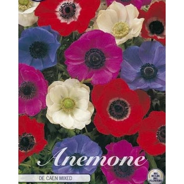 Bukettanemon-Anemone Coronaria 'De Caen Mixed' 20-pack