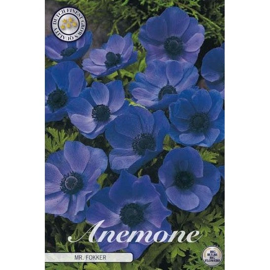 Bukettanemon-Anemone Coronaria 'Mr. Fokker' 20-pack