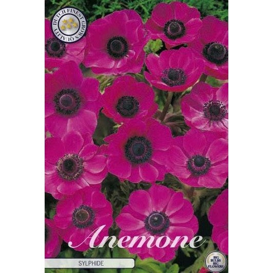 Bukettanemon-Anemone Coronaria 'Sylphide' 20-pack