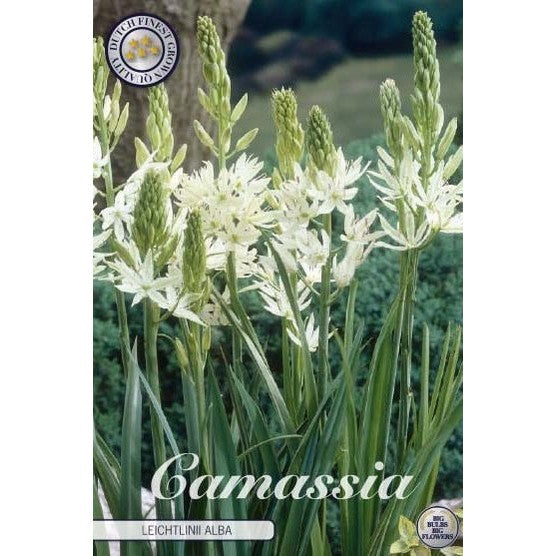 Stjärnhyacint-Camassia leichtlinii 'Alba' 3-pack