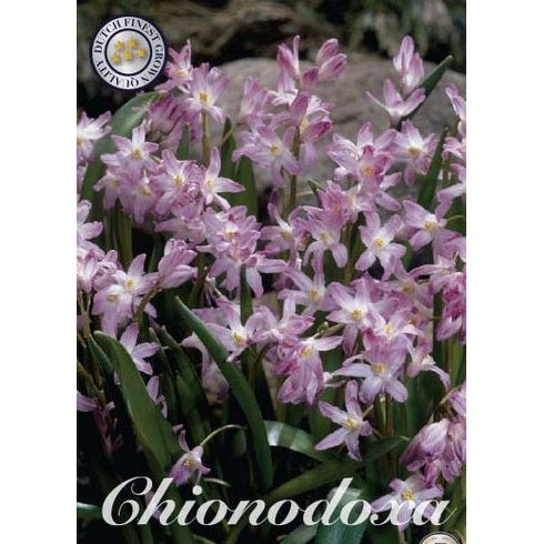 Vårstjärna Pink Giant 20-pack