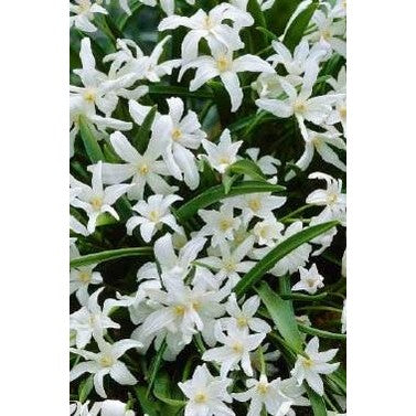 Vårstjärna Luciliae Alba 20-pack