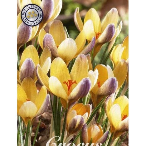 Bägarkrokus-Crocus Chrysanthus &