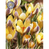 Bägarkrokus-Crocus Chrysanthus &