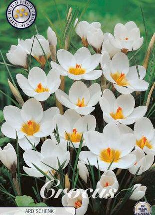 Crocus Chrysanthus 'Ard Schenk' 20-pak