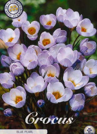Bägarkrokus-Crocus Chrysanthus 'Blue Pearl' 20-pack