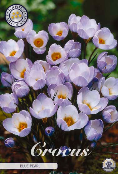 Bägarkrokus-Crocus Chrysanthus 'Blue Pearl' 20-pack