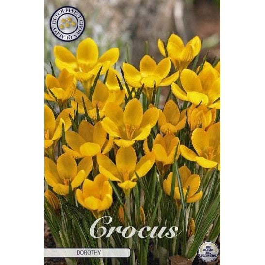 Bägarkrokus-Crocus Chrysanthus 'Dorothy' 20-pack