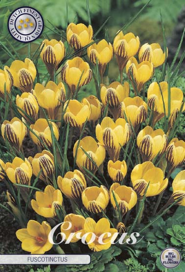 Bägarkrokus-Crocus Chrysanthus 'Fuscotinctus' 20-pack