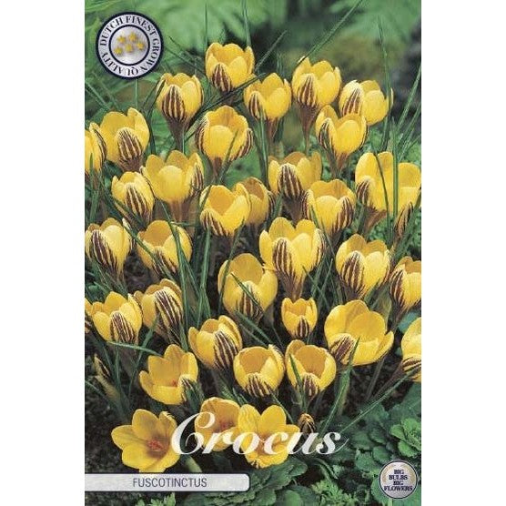 Bägarkrokus-Crocus Chrysanthus 'Fuscotinctus' 20-pack